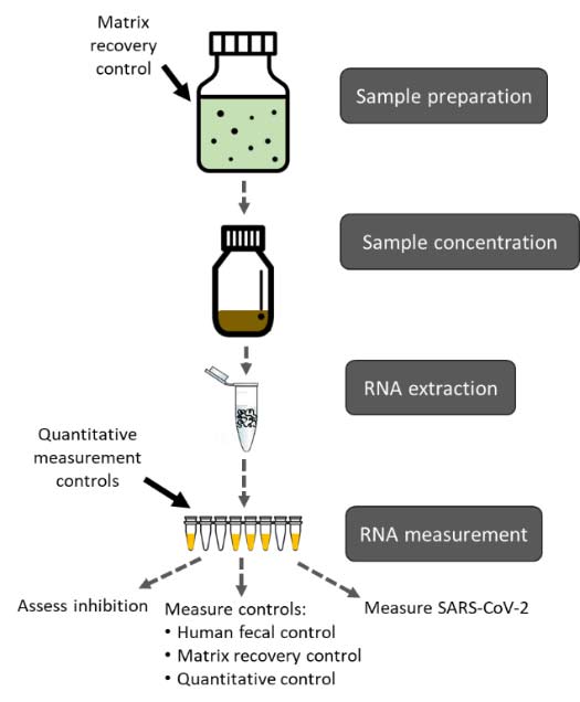 illustration of wastewater sample processing and testing for SARS-CoV-2