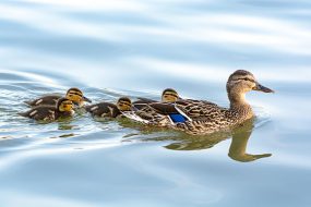 Duck mother with her ducklings swimming in water