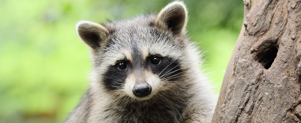 Raccoons and Pools | Healthy Swimming | Healthy Water | CDC