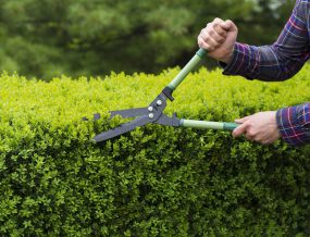 Trimming hedge row