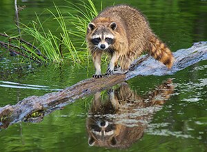 Raccoon walking on a log