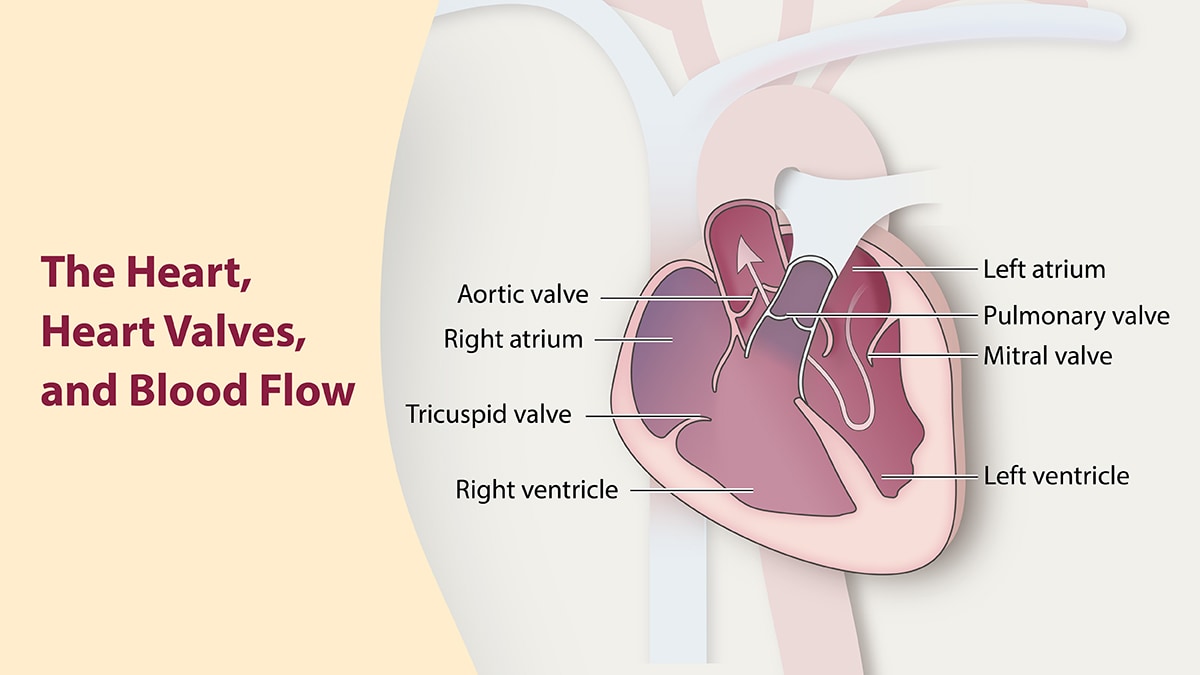 Illustration of the heart, heart valves, and blood flow.