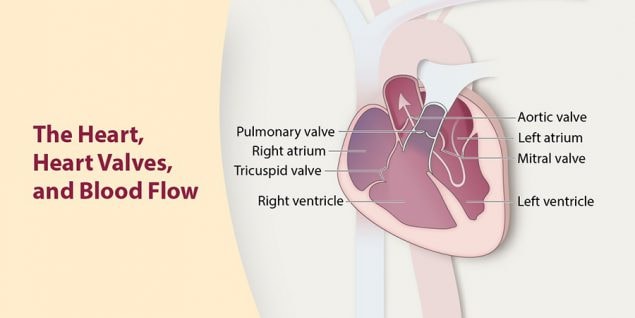 The heart, heart valves, and blood flow.