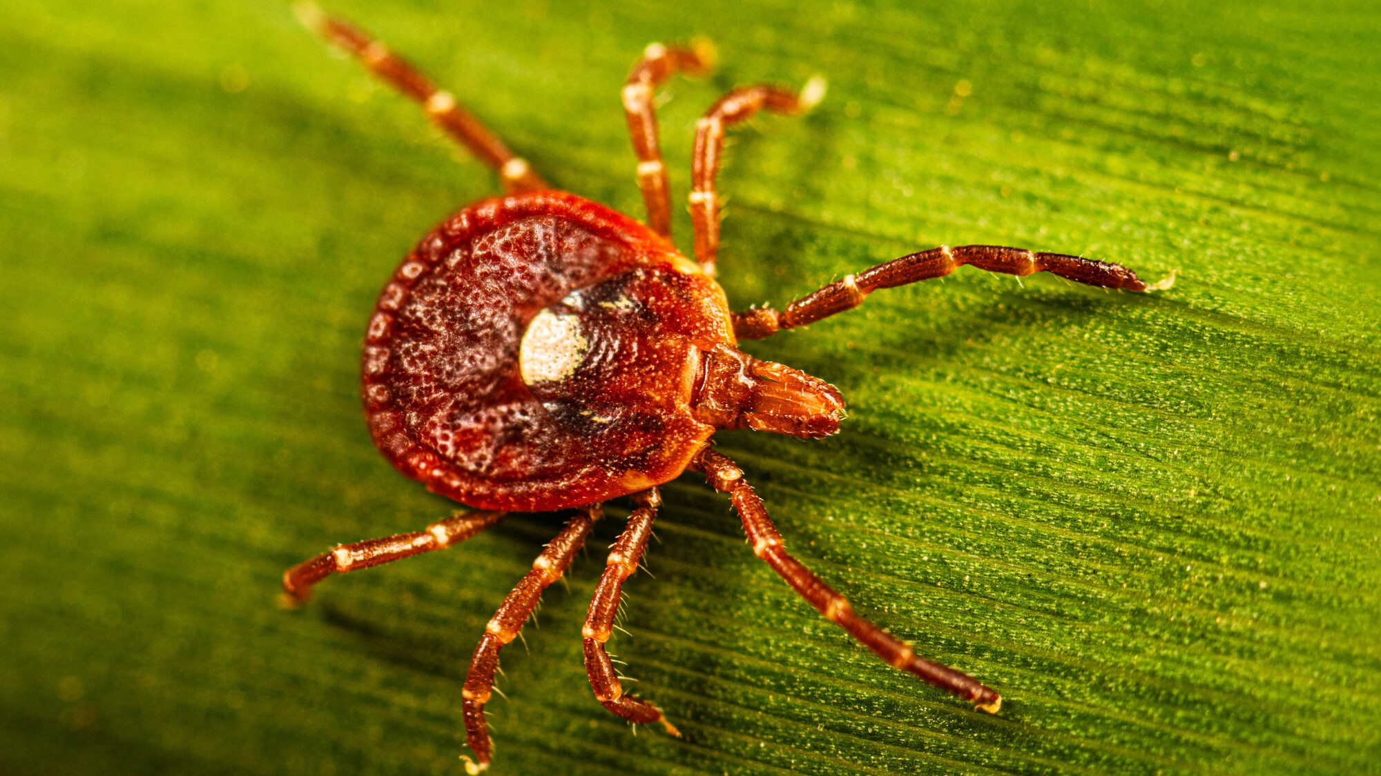 Lone star tick on a leaf.