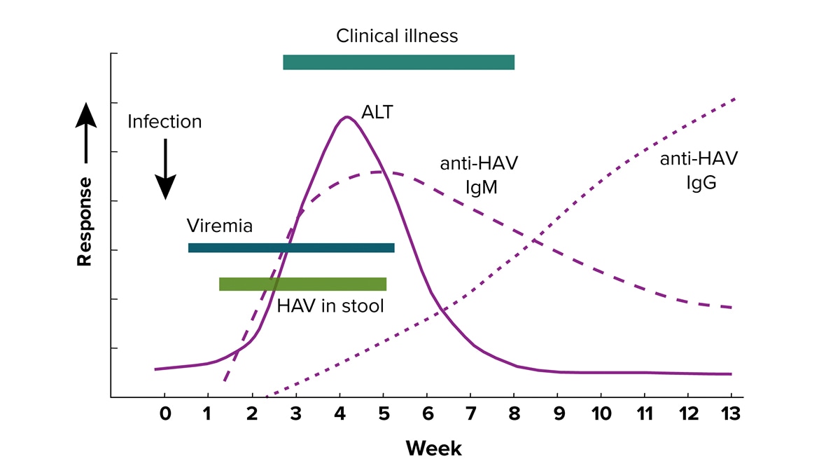 A chart explaining the states and timeline of hepatitis a infection