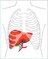 Illustration of liver positioned in lower right side of human upper body