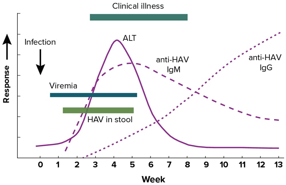 Figure 2-1 illustrates the typical serologic course of hepatitis A virus infection and recovery. Anti-HAV IgM, the marker for recent HAV exposure, is detectable in blood by 4 weeks after exposure and persists for about 8 weeks before declining to undetectable levels by 24 weeks post exposure. Anti-HAV IgG, the marker of previous HAV infection or immunity, appears a few weeks after anti-HAV IgM and is detectable for the duration of one's life. HAV RNA is detectable as early as 1-2 weeks post HAV exposure.