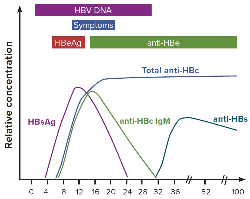 Figure 3-1 illustrates the typical biomarker changes of acute hepatitis B to recovery. Anti-HBc IgM, the marker for recent HBV exposure, is detectable in blood from 6-32 weeks after exposure. HBsAg and HBV DNA are detectable as early as 1 week after HBV exposure and are present for a variable amount of time. Anti-HBs is produced following HBV infection recovery and after HBsAg disappearance at approximately 32 weeks after exposure. Anti-HBs positivity in previously HBV-infected people typically indicates recovery and immunity. Total anti-HBc is detectable, on average, approximately 5 weeks post-HBV exposure and remains detectable indefinitely following exposure.