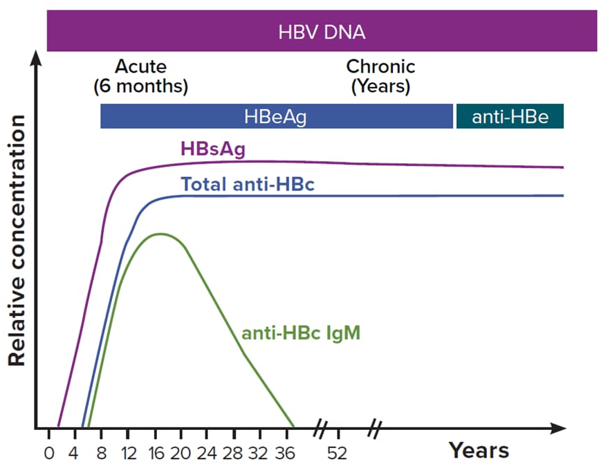 Figure 3-2 illustrates the typical biomarker changes of the progression to chronic hepatitis B. During the typical course of chronic infection, the total anti-HBc and HBsAg markers will always be present, whereas anti-HBc IgM will disappear. HBeAg and anti-HBe are variably present. HBV DNA levels vary during the course of chronic infection. Any detectable HBV DNA level is considered positive for surveillance purposes.