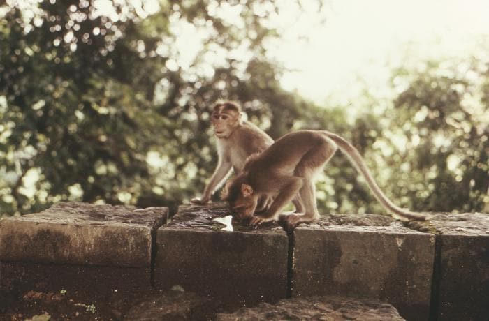 Two rhesus monkeys, or Macaca mulatta, perched atop a rock wall in northern India. Source: CDC Public Health Image Library.