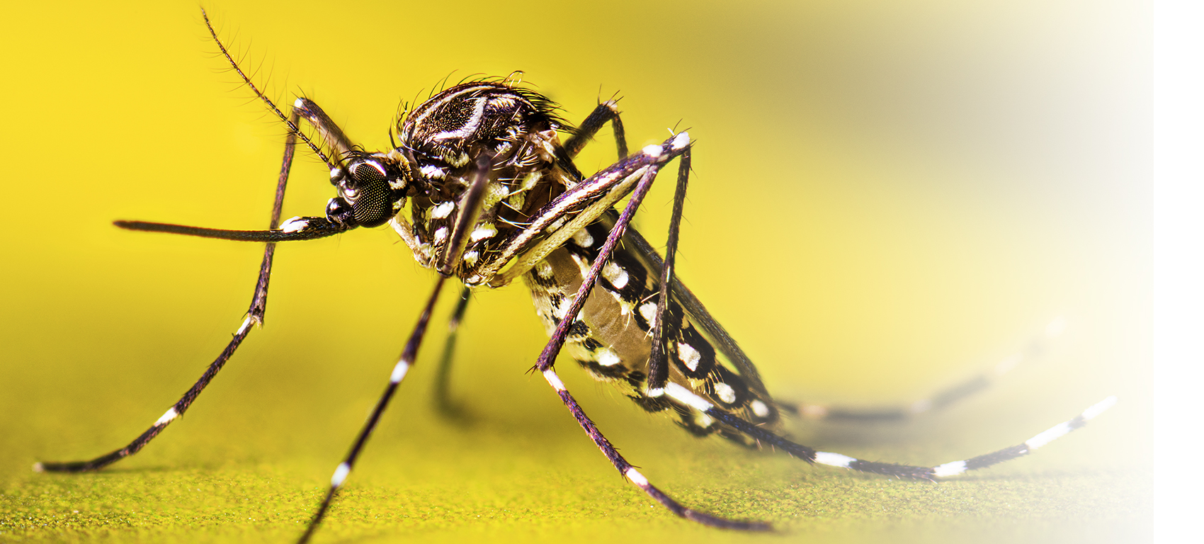 Preventing Dengue