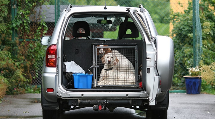 dog sitting in back of packed car