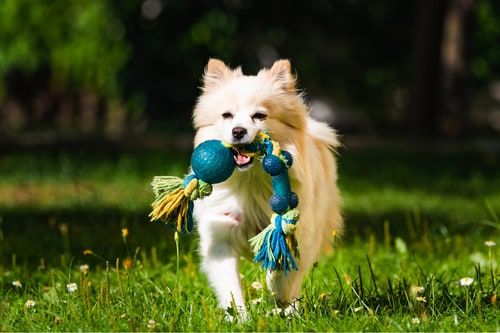 Small dog carrying a toy