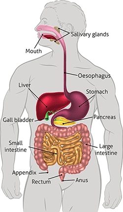 illustration showing human digestive tract