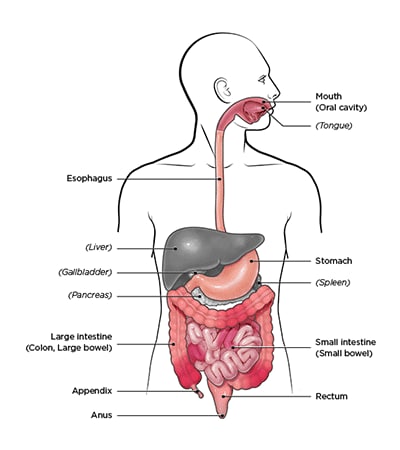 Diagram of Chron's Disease