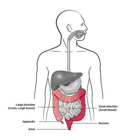Diamgram of Ulcerative System