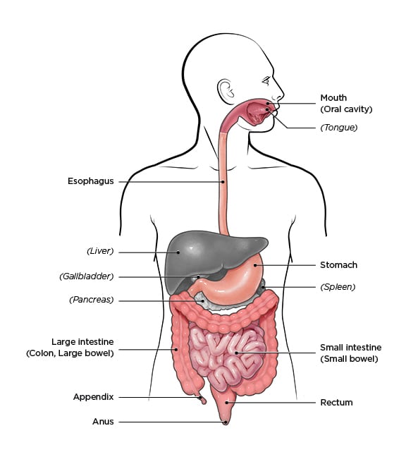 Image shows a human digestive system, labeled
