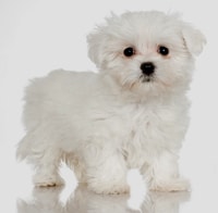 Maltese puppy.