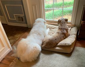 Two dogs laying on a pillow in front of window