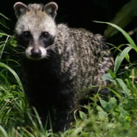 A civet looks out of undergrowth.