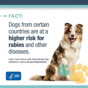 Fact: Dogs from certain countries are at a higher risk for rabies and other diseases