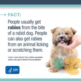 Fact: People usually get rabies from the bite of a rabid dog