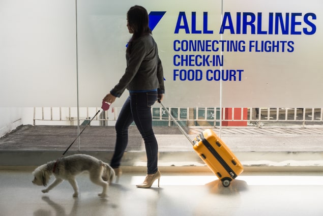 owner walking dog through airport