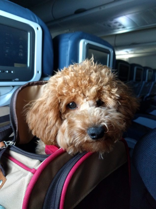 A small, curly-haired, light brown dog sitting in a dog carrier backpack with his head sticking out on the seat of an airplane