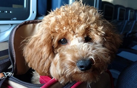photo of a dog on an airplane