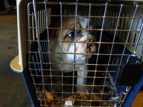 A young bulldog puppy standing in a blue and white dog travel crate
