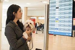 photo of a woman checking arrivals and departures screen