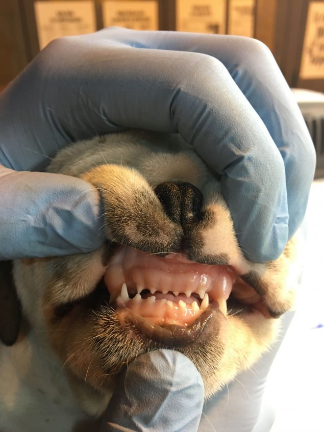 Close-up of a veterinarian with gloved hands opens a puppy’s mouth to look at its teeth