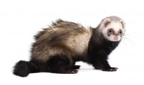 photo of a ferret