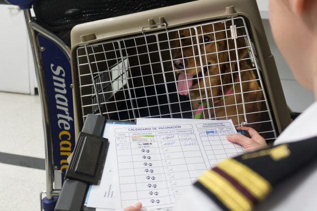 Un trabajador de la salud pública, que usa una camisa blanca con hombreras negras y amarillas, revisa un certificado de vacunación contra la rabia en un portapapeles mientras observa a un golden retriever dentro de una jaula de viaje para perros.