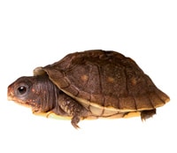 A turtle considers moving ahead.