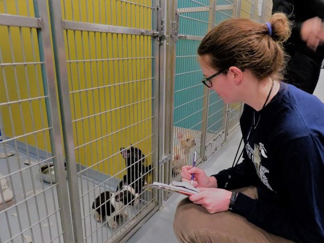 Una veterinaria se inclina para examinar a cachorros en sus jaulas.