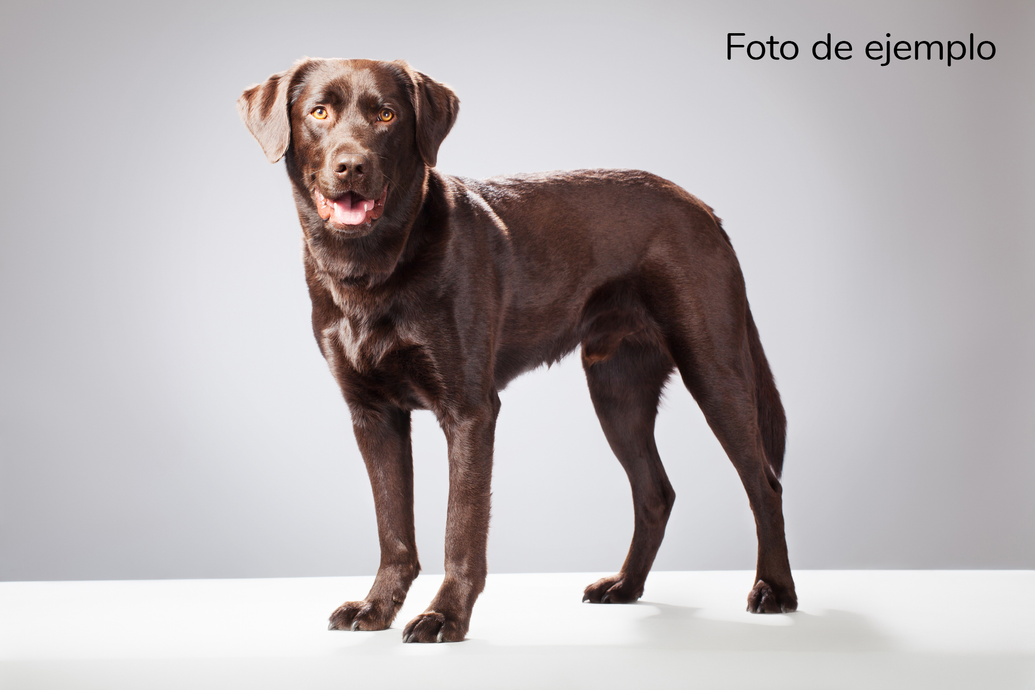 Labrador retriever de pie y mirando a la cámara