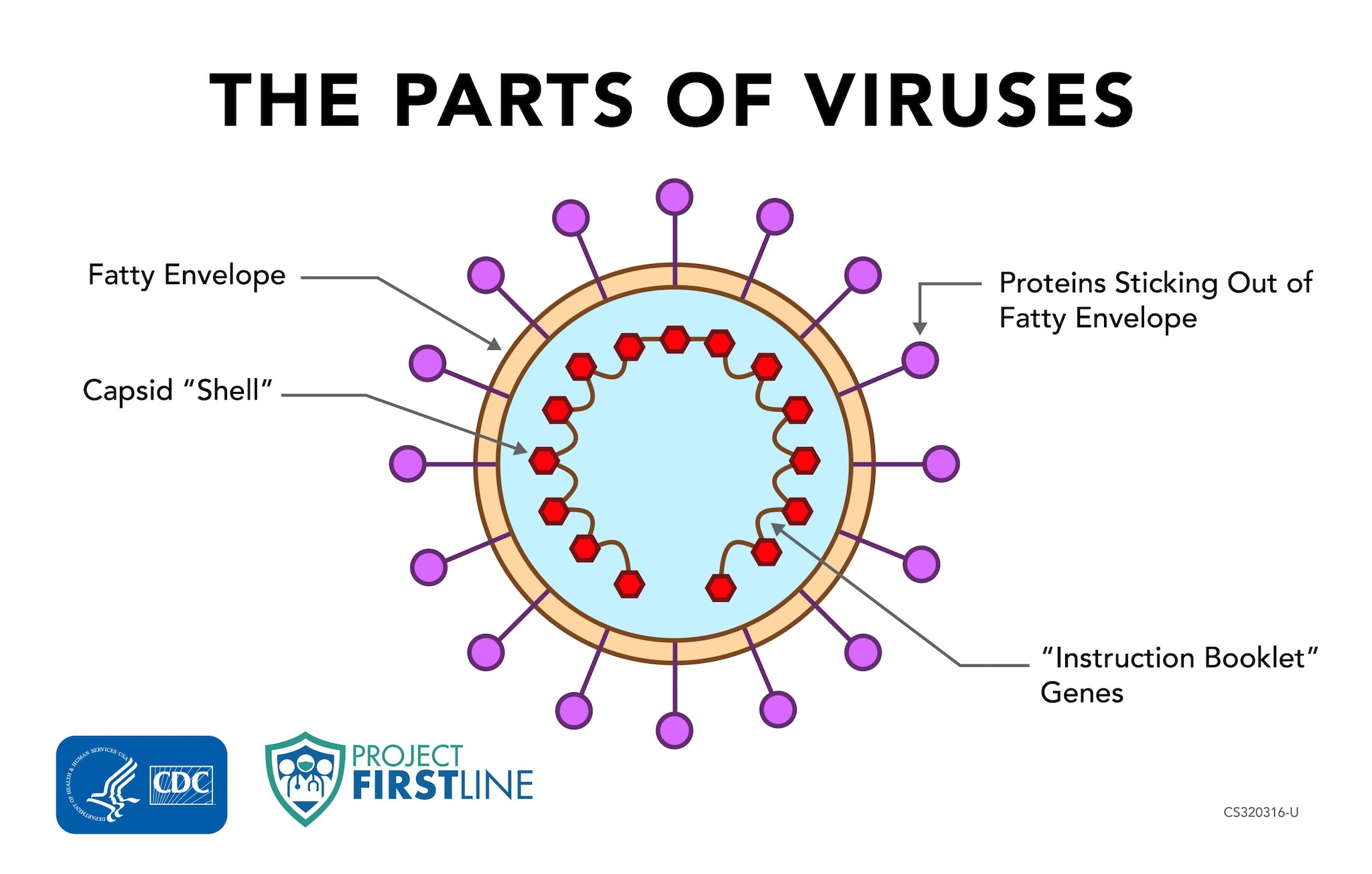 Virus best. Плакат вирусы. Диаграмма вирусов. Вирус ВНМО картинки. Генетический аппарат вирусов.
