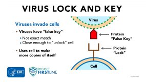 Virus Lock and Key