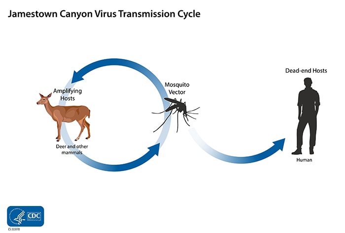 Jamestown Canyon virus transmission cycle. A mosquito and a deer are shown on opposite sides of a circle with arrows connecting them to represent how Jamestown Canyon virus cycles between mosquitoes and mammals. Another arrow points from the mosquito to a figure of a person outside of the circle. People can become infected when an infected mosquito bites them. People are considered dead-end hosts because, unlike deer and other mammals, they can’t pass the virus on to other biting mosquitoes