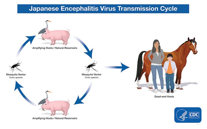 Japanese encephalitis transmission cycle. A mosquito and a pig/wading bird are shown on opposite sides of a circle with arrows connecting them to represent how Japanese encephalitis cycles between mosquitoes and animals. Another arrow points from the mosquito to a figure of a horse standing behind a woman and child person outside of the circle. People and horses can become infected bit by an infected mosquito. People and horses are considered dead-end hosts because, unlike pigs and wading birds, they can’t pass the virus on to other biting mosquitoes.