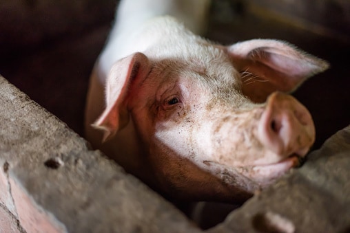 Pig enclosed in a farm 