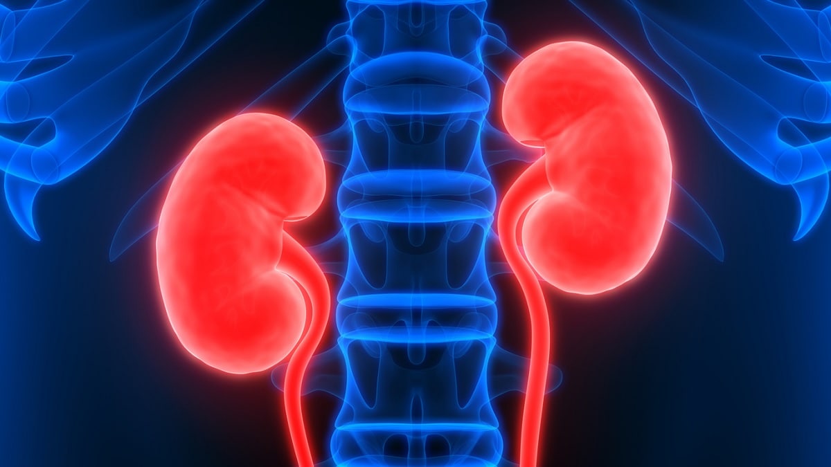 Medical illustration of the kidneys
