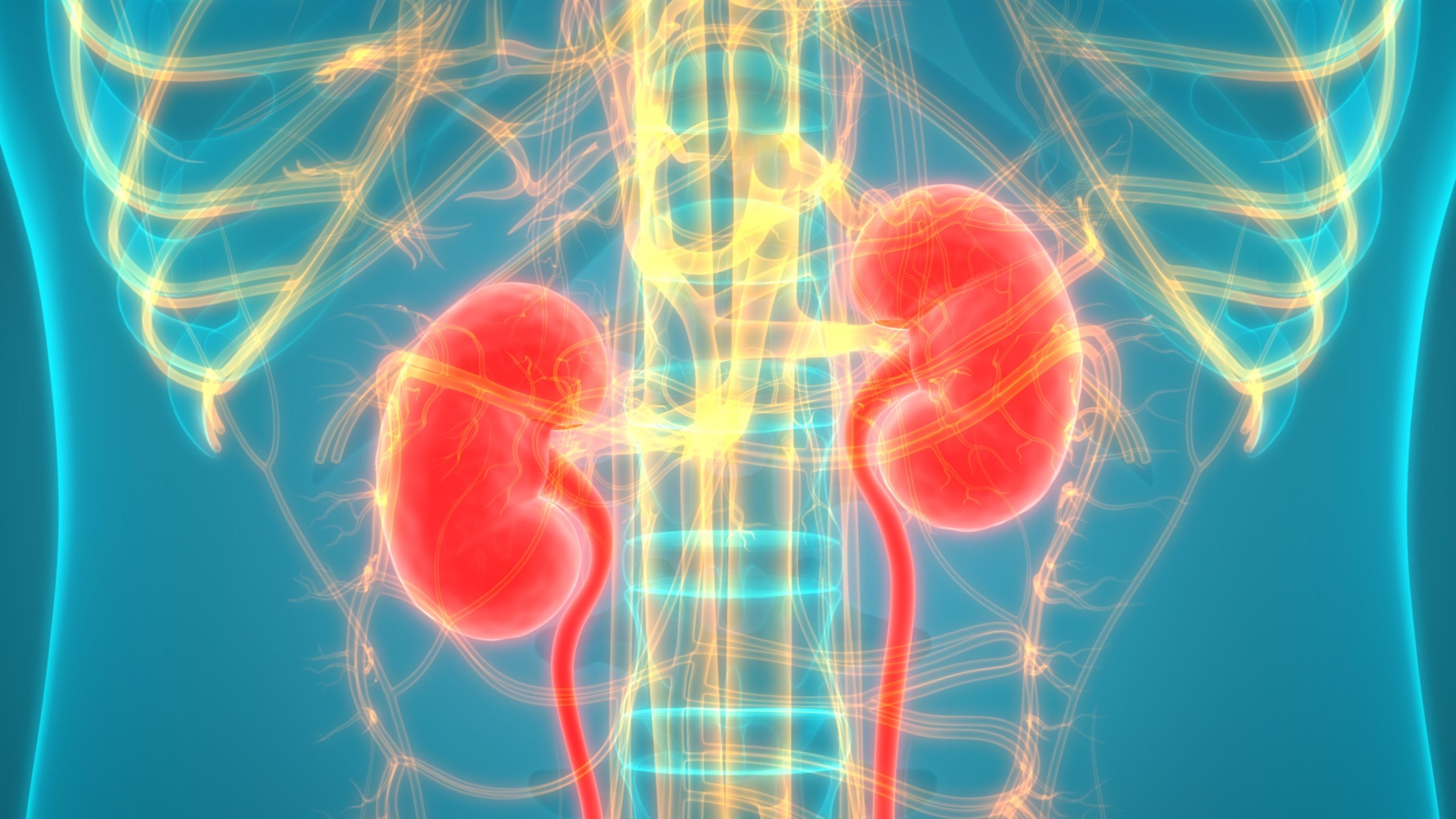 Chronic Kidney Disease Basics Chronic Kidney Disease CDC Chronic kidney disease basics chronic kidney disease cdc