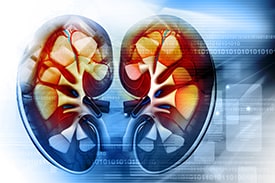 drawing of kidneys