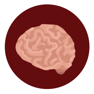 picture of a brain