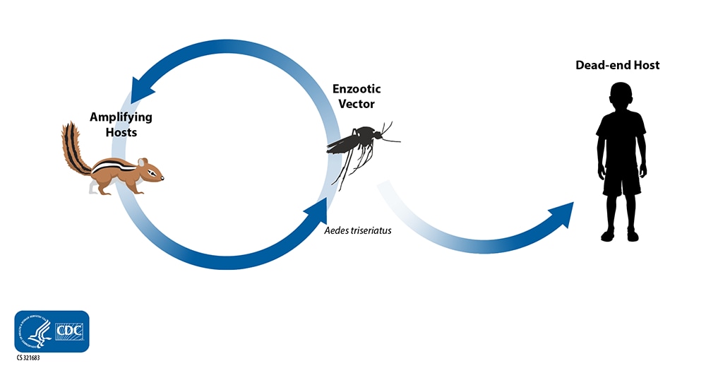 La Crosse virus transmission cycle illustrating passage of virus from mosquito to small mammals which amplify the virus as well as incidental infection of humans