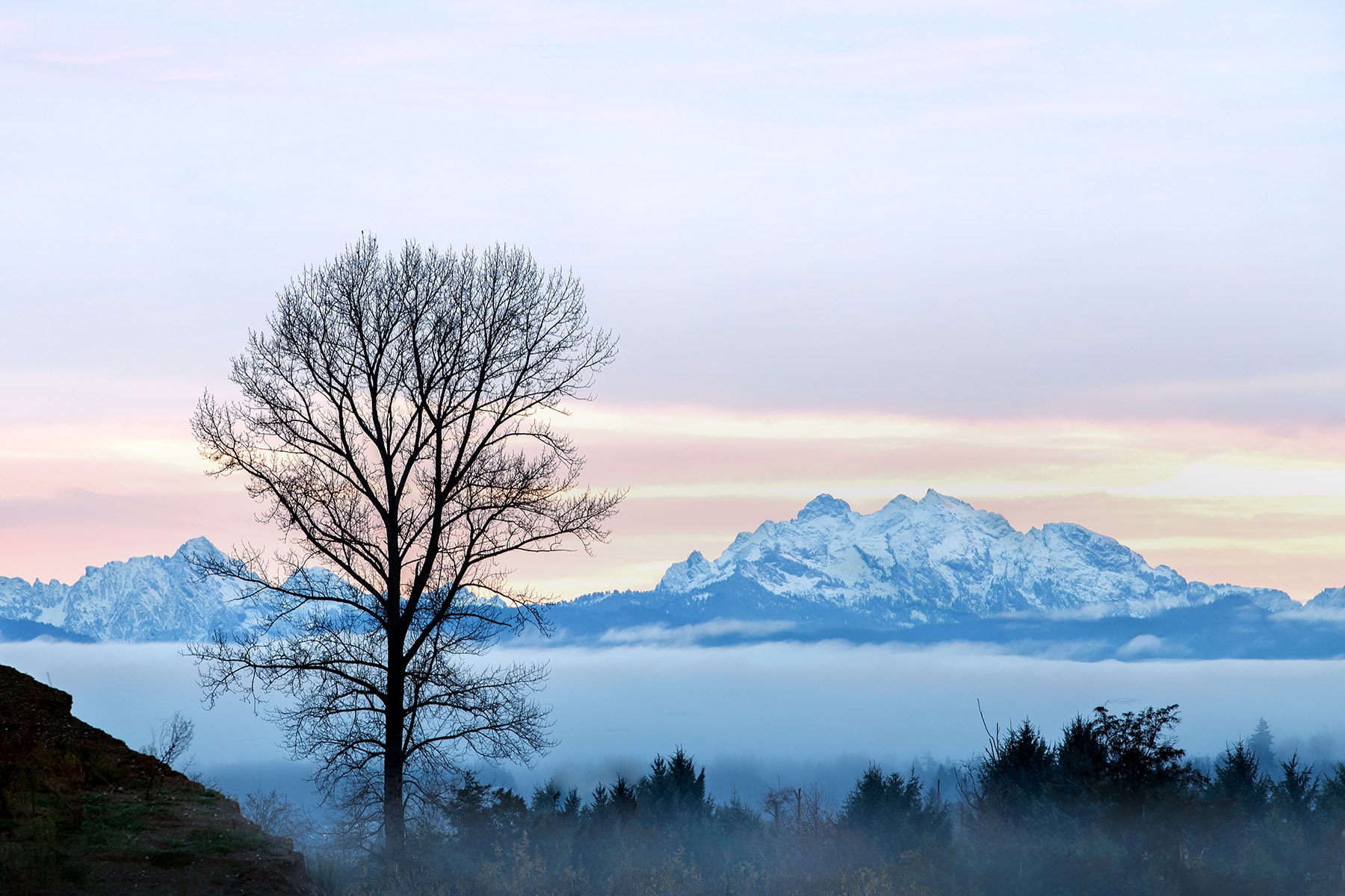 A leafless tree stands against a pastel sunrise with snow-capped mountains in the background.
