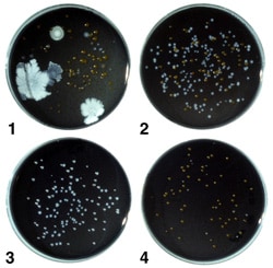 Figure 2. A water sample containing legionellae after culture on the four types of media. Plate 1, BCYE agar with numerous non-Legionella bacteria and a few Legionella colonies; Plate 2, PCV agar with numerous Legionella colonies and other bacteria; Plate 3, GPCV agar with Legionella, few, if any non-Legionella bacteria are present; Plate 4, PCV-without cysteine agar with some non-Legionella bacteria; no legionellae are present.