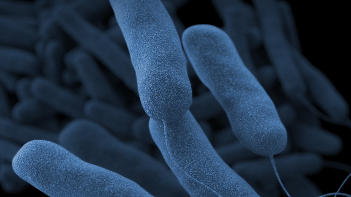 A computer-generated image of Legionella pneumophila